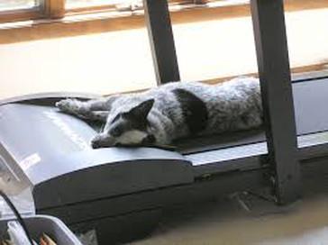 dog sleeping on treadmill failing fitness new years resolution