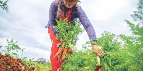 lady gardening