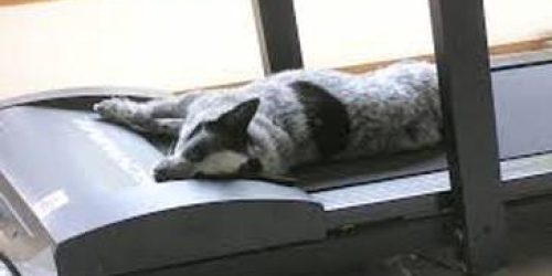 cat on treadmill