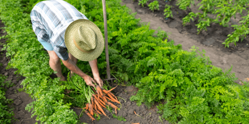 person farming